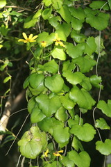 Senecio macroglossus