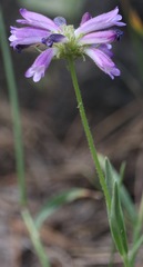 Penstemon heterodoxus heterodoxus