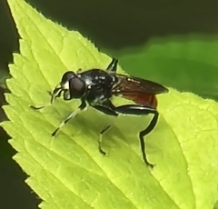 Xylota bicolor