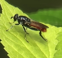 Xylota bicolor