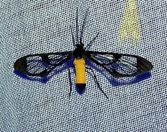 Cosmosoma stibosticta