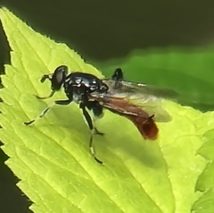 Xylota bicolor