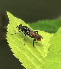 Xylota bicolor