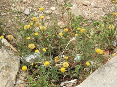 Anacyclus valentinus