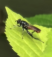 Xylota bicolor