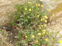 Anacyclus valentinus