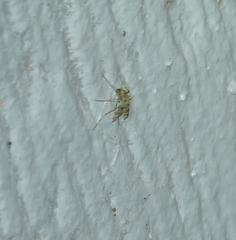 Chaoborus punctipennis