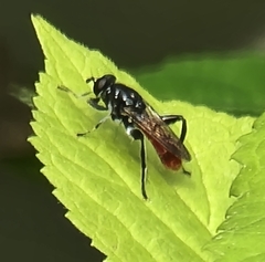 Xylota bicolor