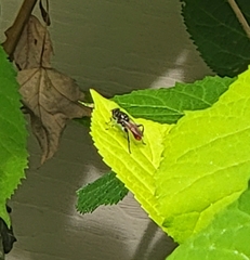 Xylota bicolor