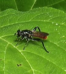 Xylota bicolor