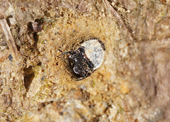 Cicindela campestris