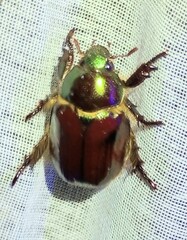 Viridimicus aurescens