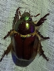 Viridimicus aurescens