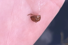 Ilyocoris cimicoides