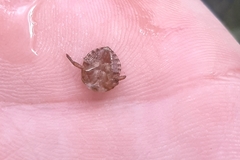 Ilyocoris cimicoides