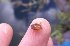 Ilyocoris cimicoides