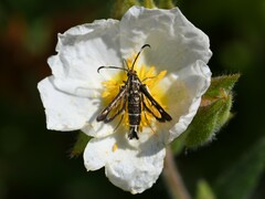 Pyropteron meriaeformis