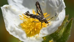 Pyropteron meriaeformis