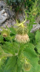 Cirsium carniolicum