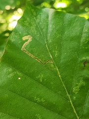Stigmella tityrella