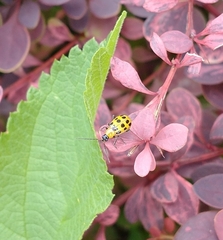 Diabrotica undecimpunctata