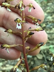 Corallorhiza maculata maculata