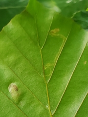 Stigmella tityrella