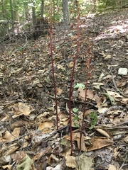 Corallorhiza maculata maculata