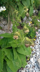 Cirsium carniolicum