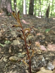 Corallorhiza maculata maculata