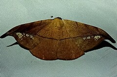 Oxydia geminata