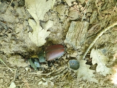 Lucanus cervus