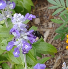 Melissodes bimaculatus