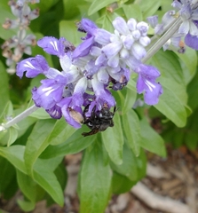 Melissodes bimaculatus