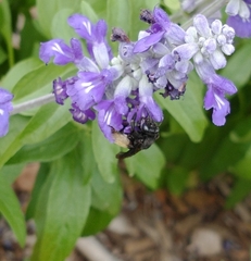 Melissodes bimaculatus