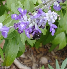 Melissodes bimaculatus