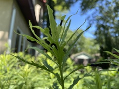 Insecta