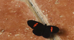 Castilia castilla