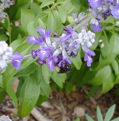 Melissodes bimaculatus