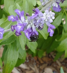 Melissodes bimaculatus