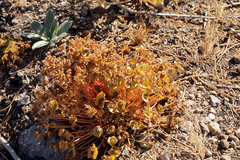 Claytonia rubra rubra