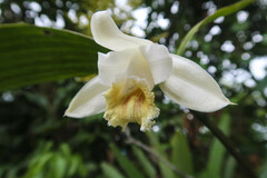 Sobralia klotzscheana