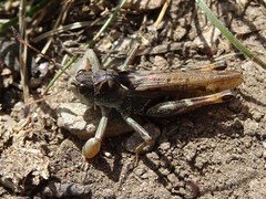 Gomphocerus sibiricus