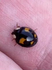 Harmonia axyridis