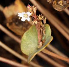 Claytonia rubra rubra