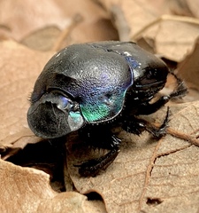 Phanaeus quadridens