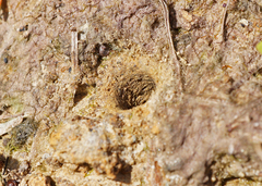 Cicindela campestris