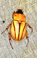 Cyclocephala complanata
