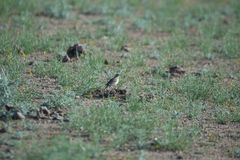 Anthus spragueii