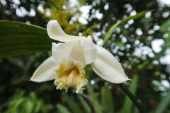 Sobralia klotzscheana